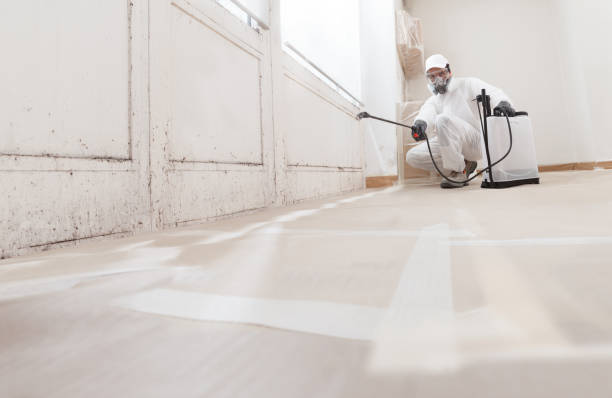 24/7 Emergency Black Mold Removal experts in Byron Center, MI