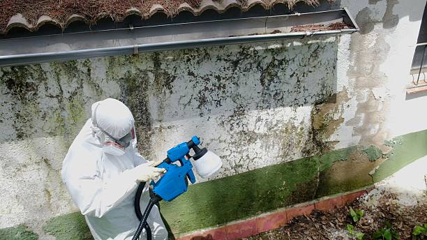 Trusted Black Mold Removal service in Byron Center, MI - Cheap Mold Removal